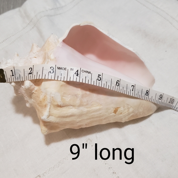 Heavy Conch Queen Shell - Picture 9 of 12